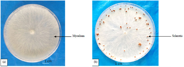 Image for - Arbuscular Mycorrhizal Symbiosis Decreases Sclerotinia Caused by Sclerotium rolfsii Sacc. in Tomato (Solanum lycopersicum L.)