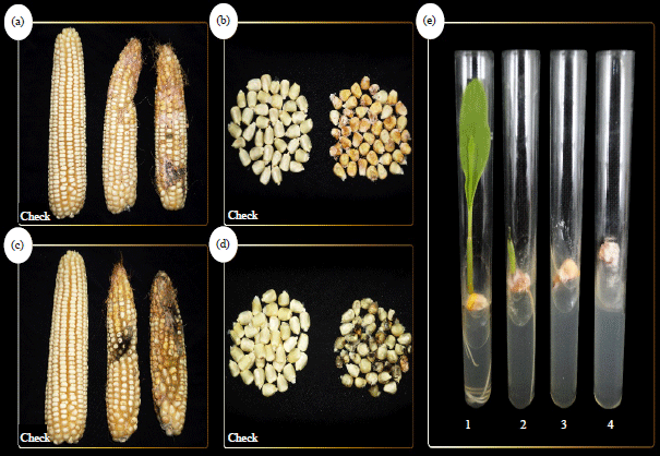 Image for - Prevalence and Transmission of Seed-borne Fungi of Maize and Their Control by Phenolic Antioxidants