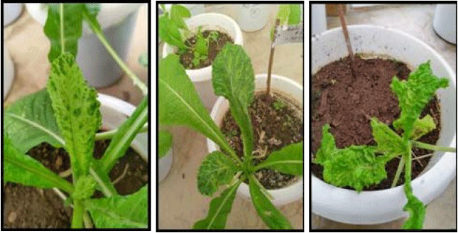 Image for - Confirmation of Radish Isolate of Turnip mosaic virus in India Through Biological and Serological Evidences