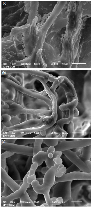 Image for - Antagonistic Potential of Endophytic Bacteria Against Phytophthora palmivora Causing Black Pod Rot Disease on Cacao (Theobroma cacao L.) In Indonesia