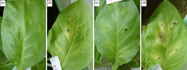 Image for - Testing of Biovar and Pathogenicity Ralstonia solanacearum in Banana (Kepok: Local Indonesia) in South Kalimantan, Indonesia