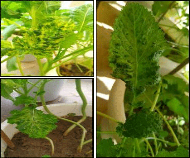 Image for - Confirmation of Radish Isolate of Turnip mosaic virus in India Through Biological and Serological Evidences