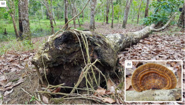 Image for - Incidence and Severity of Ganoderma Rot Disease in Tropical Land-use Systems and Their Virulence to Palm Oil