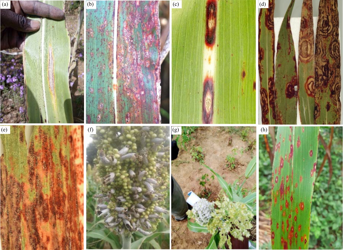 Image for - The Occurrence and Distribution of Sorghum Diseases in Major Production Regions of Senegal, West Africa