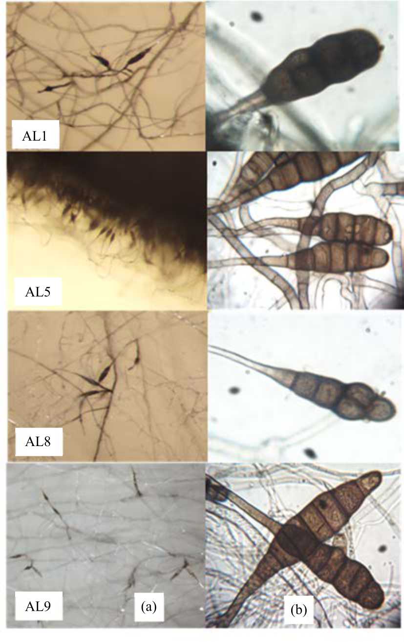 Image for - Identification, Variability and Phylogeny of Alternaria linicola Associated with Linseed in Egypt