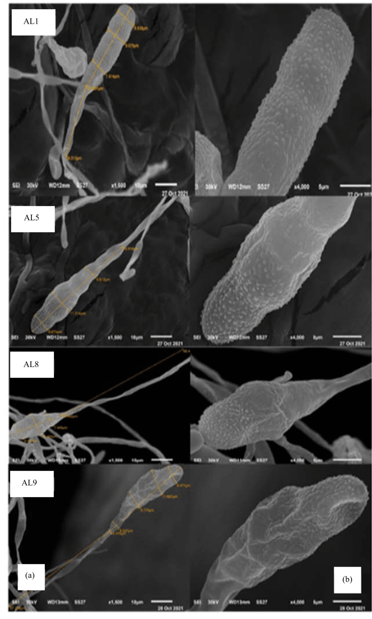 Image for - Identification, Variability and Phylogeny of Alternaria linicola Associated with Linseed in Egypt