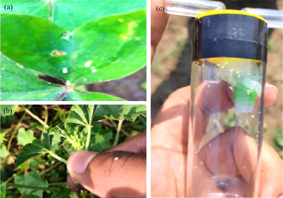 Image for - Evidence for Upholding the Association of Whitefly Species Bemisia tabaci and Trialeurodes vaporariorum with Tomato Yellow Leaf Curl Virus