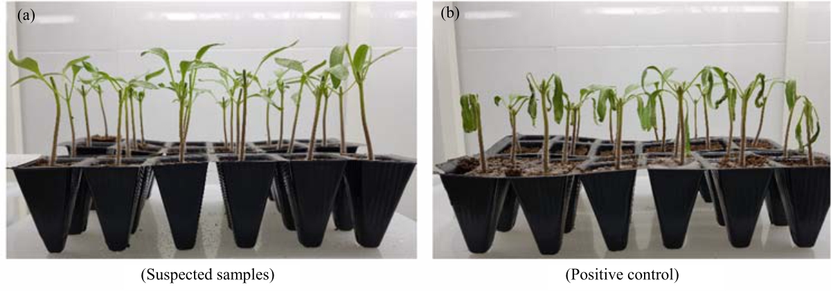 Image for - Impact of Good Seed and Plant Practices on the Incidence of Bacterial Canker in a Commercial Tomato Nursery