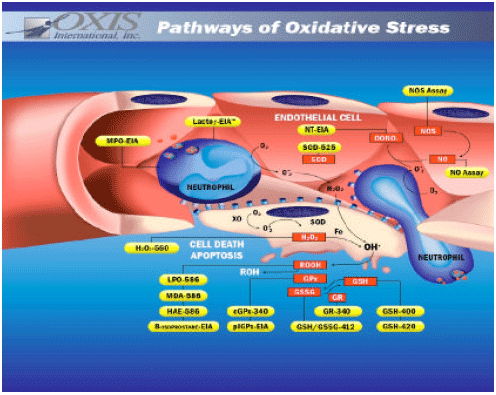 Image for - Oxidative Stress and Disease: An Updated Review