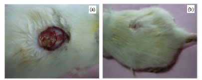 Image for - Plasma Cytokines and Trace Element Level in Severe Burn Rat Model-With Special Reference to Wound Healing Potential of Ampucare