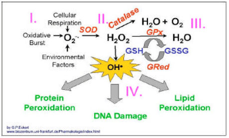 Image for - Oxidative Stress and Disease: An Updated Review