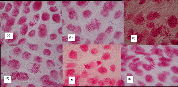 Image for - Cytotoxic and Genotoxic Effects of Cassava Effluents using the Allium cepa Assay