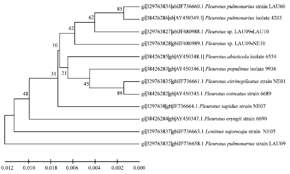 Image for - Improvement of Pleurotus pulmonarius Lau 09 Through Mutation for  Yield Performance