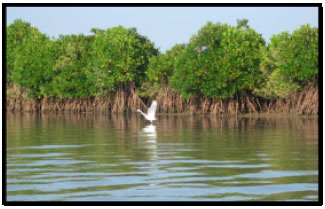 Image for - Mangrove Eco-system and their Multifunctionalities: An Analysis of the Provision of Economic and Environmental Livelihoods to the Fishermen Communities in the South-East Coast of India