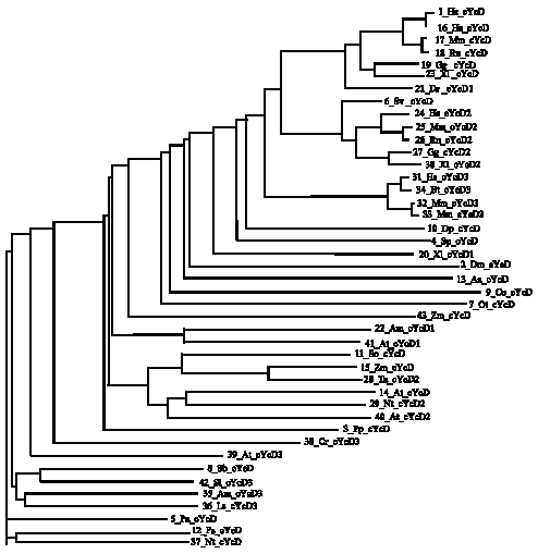 Image for - The Phylogenetic Analysis of Animal and Plant D-Type Cyclins