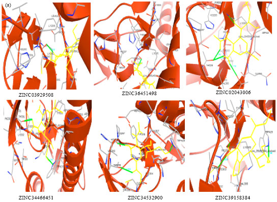 Image for - Drug Design for Influenza a Pandemic (H1N1) 2009 Virus Isolates from India