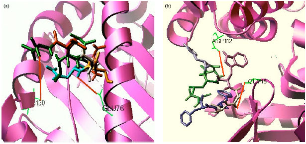 Image for - Screening and Structure-based Modeling of T-Cell Epitopes of Marburg Virus NP, GP and VP40: An Immunoinformatic Approach for Designing Peptide-based Vaccine