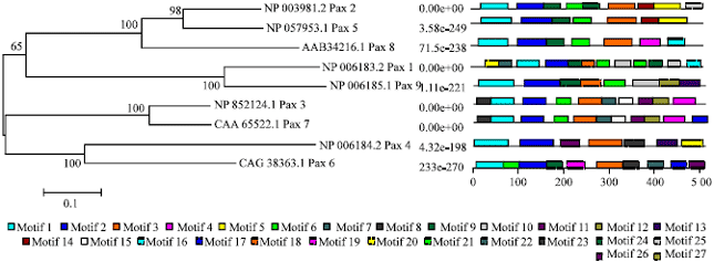 Image for - In-silico Study of Transcription Factor Binding Elements of Human  PAX Gene Family Members