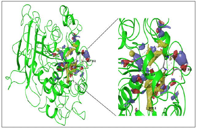 Image for - Homology Modeling, Molecular Dynamic Simulations and Docking Studies of a New Cold Active Extracellular Lipase, EnL A from Emericella nidulans NFCCI 3643