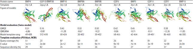 Image for - Conservation Pattern, Homology Modeling and MolecularPhylogenetic Study of BMP Ligands