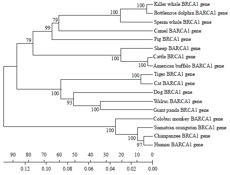 Image for - In silico Analysis of BRCA1 Gene and its Phylogenetic Relationship in some Selected Domestic Animal Species