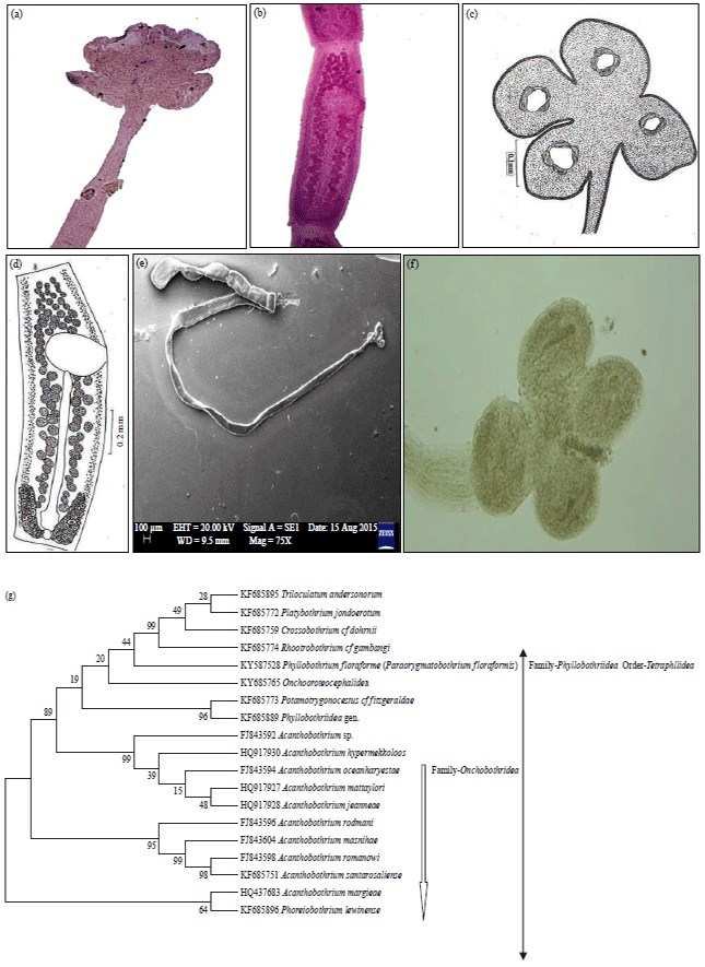 Image for - Morphological and Molecular Identification of Paraorygmatobothrium floraformis in Rhizoprionodon acutus off Nellore Coast, Bay of Bengal, India