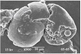 Image for - Preparation of Organic Solvent/Surfactant-Free Microspheres of Methoxy Poly(Ethylene Glycol)-b-Poly(ε-Caprolactone) by a Melt Dispersion Method