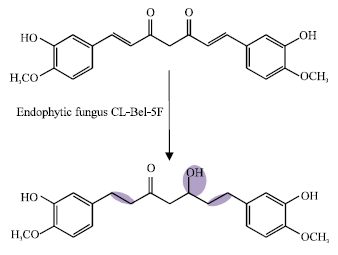 Image for - Chemical Studies on a Curcumin Analogue Produced by Endophytic Fungal Transformation