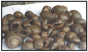 Image for - Determination of the Glass Making Potentials of Seashells from Great Kwa River, South Eastern Nigeria
