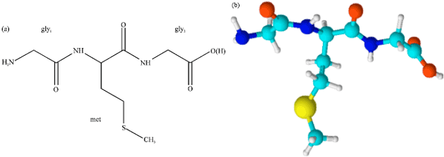 Image for - Vibrational Dynamics of a Methionine Containing Tripeptide Glycyl-methionyl-glycine