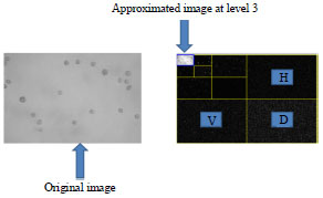 Image for - Image Analysis for Particle Size Recognition of Bioprocesses in Liquid Environment