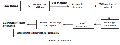 Image for - Low-cost Biodiesel Production
