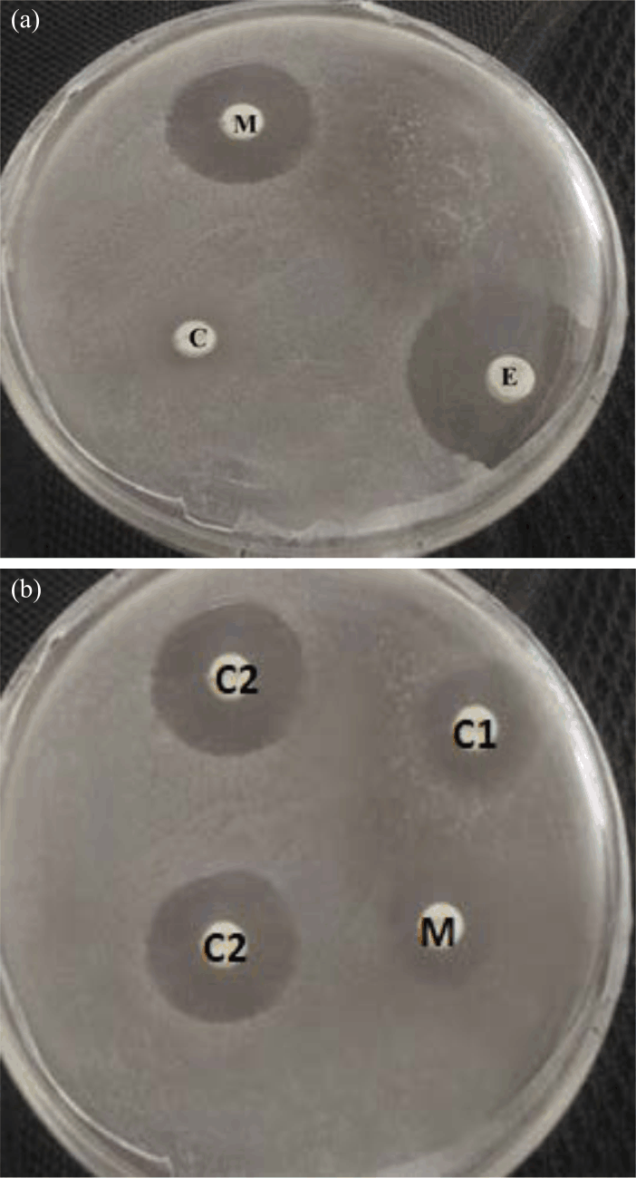 Image for - Bactericidal and Anti-biofilm Activity of Tannin Fractions Derived from Azadirachta against Streptococcus mutans