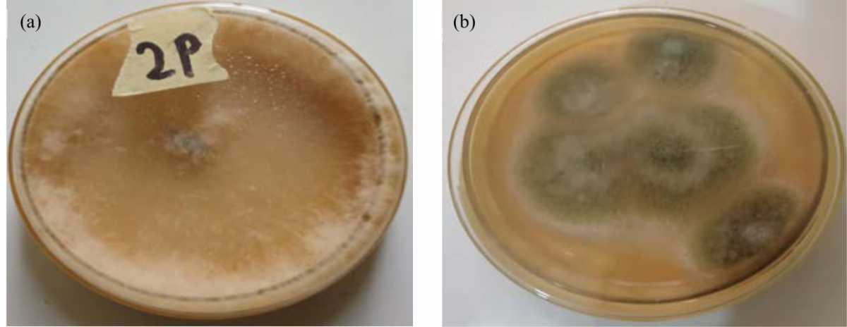 Image for - Fungal Presence in Cosmetic Facial Powder