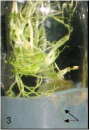 Image for - Effect of Plant Growth Regulators on Callus Induction and Regeneration of Cumin (Cuminum cyminum)