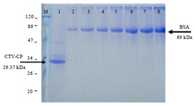 Image for - Expression of Recombinant Coat Protein (CP) of Citrus tristeza virus  for Polyclonal Antibodies Production