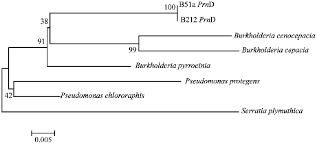 Image for - Control Activity of Potential Antifungal-Producing Burkholderia sp.  in Suppressing Ganoderma boninense Growth in Oil Palm