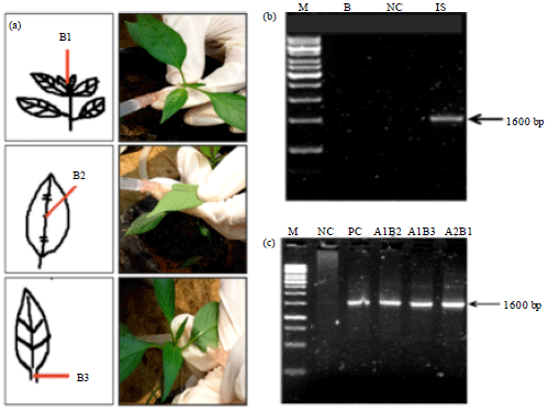 Image for - Injection Technique Could as a New Promising Method for Artificial Infection of Geminivirus Particles in Chili Pepper (Capsicum annuum L.)