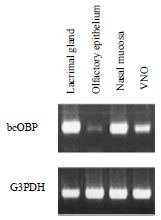 Image for - Putative Roles of Bovine Colostral Odorant-binding Protein (bcOBP) for Pheromone Transport and Sexual Behavior