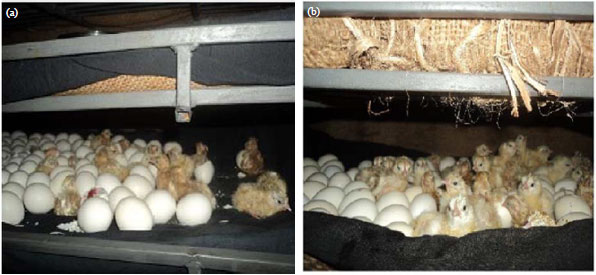 Image for - Experiment on Sand Incubator: An Alternative Mini-Hatchery Technique for Smallholder Poultry Farmers