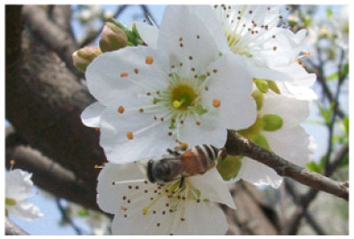 Image for - Melittophilous Mode of Pollination Predominates in European Plum (Prunus domestica L.) in the Semi-Arid Environment of Northwest India