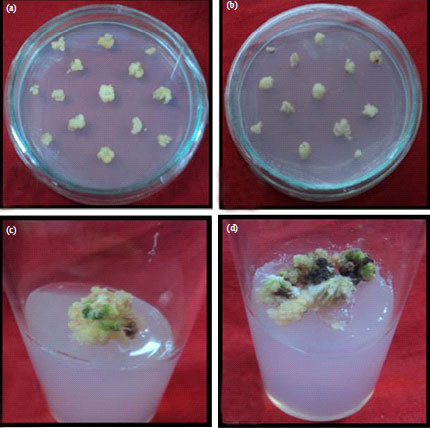 Image for - Development of Transgenic Rice (Oryza sativa L.) Plant Using Cadmium Tolerance Gene (YCFI) through Agrobacterium Mediated Transformation for Phytoremediation