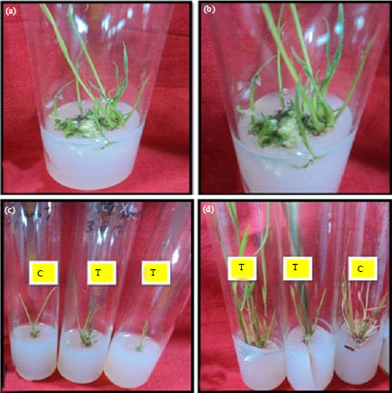 Image for - Development of Transgenic Rice (Oryza sativa L.) Plant Using Cadmium Tolerance Gene (YCFI) through Agrobacterium Mediated Transformation for Phytoremediation