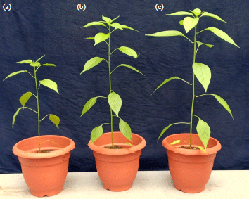 Image for - Two Root Endophytic Aquatic Hyphomycetes Campylospora parvula and Tetracladium setigerum as Plant Growth Promoters