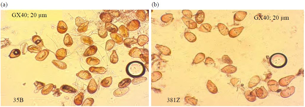 Image for - Biological Control of Puccinia kuehnii Uredospores Germination, Responsible Agent for Orange Rust of Sugarcane (Saccharum officinarum L.)