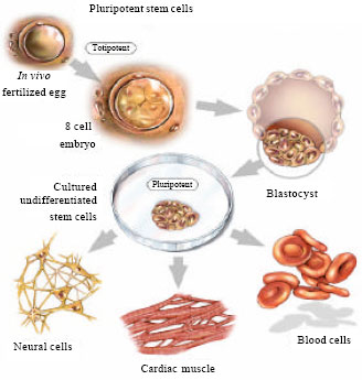 Insights into Embryonic Stem Cells of Bovines