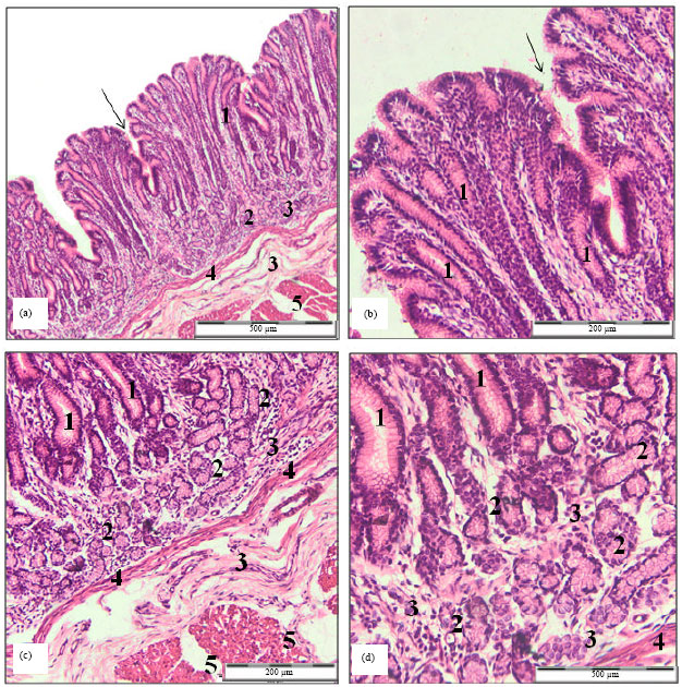 Effect of Different Diets on Number and Distribution of Gastrin Cells ...