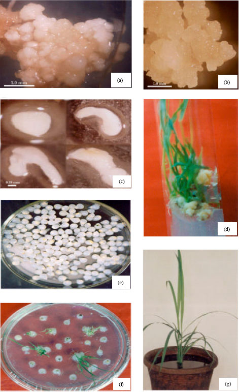 Image for - Somatic Embryogenesis and Plantlet Regeneration in an Agronomically Important Wild Rice Species Oryza nivara