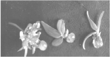 Image for - Production and Storage of Synthetic Seeds in Coelogyne breviscapa Lindl