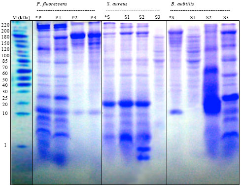 Image for - Genetic Modification of Alkaline Protease, Lipase Activities, SDS-PAGE Proteins and Other Characters in Some Bacterial Strains
